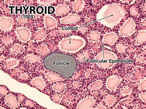 Thyroid Follicle