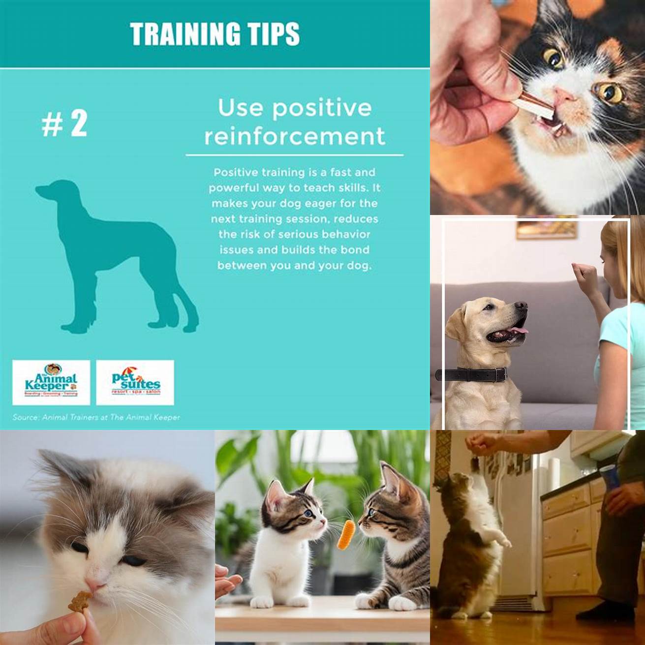 Tip 2 Use treats and positive reinforcement