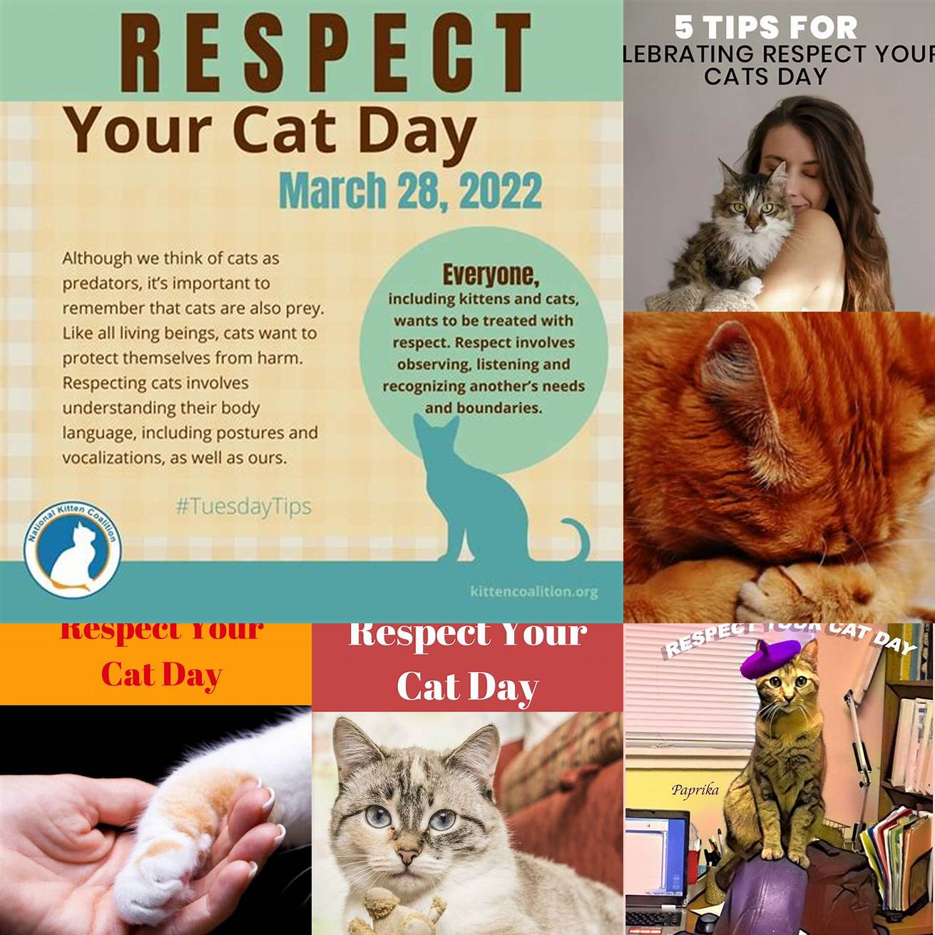 Tip 4 Respect your cats boundaries