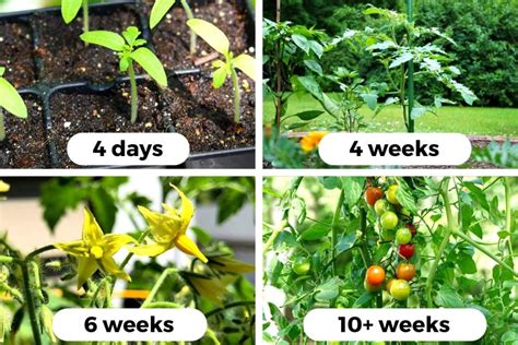 Tomato Plant Growth Chart
