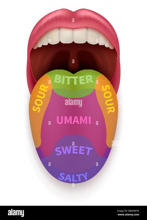 Tongue Taste Chart