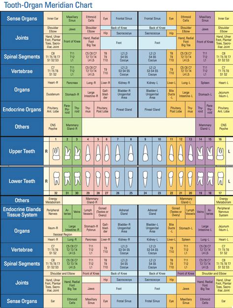 Tooth Body Meridian Chart