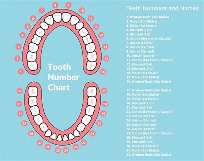 Tooth Chart With Names
