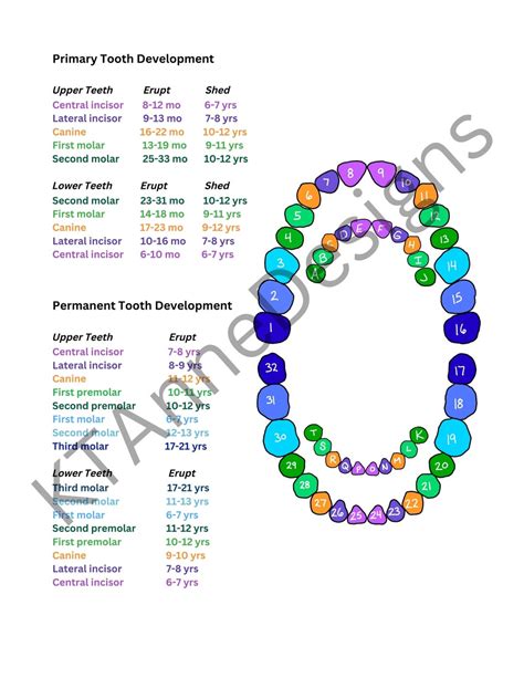 Tooth Development Chart