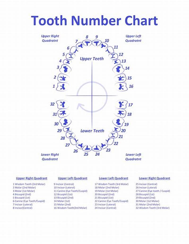 Tooth Numbers Chart