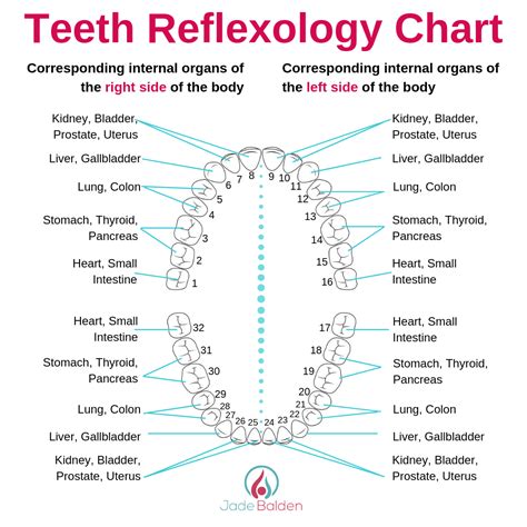 Tooth Reflex Chart