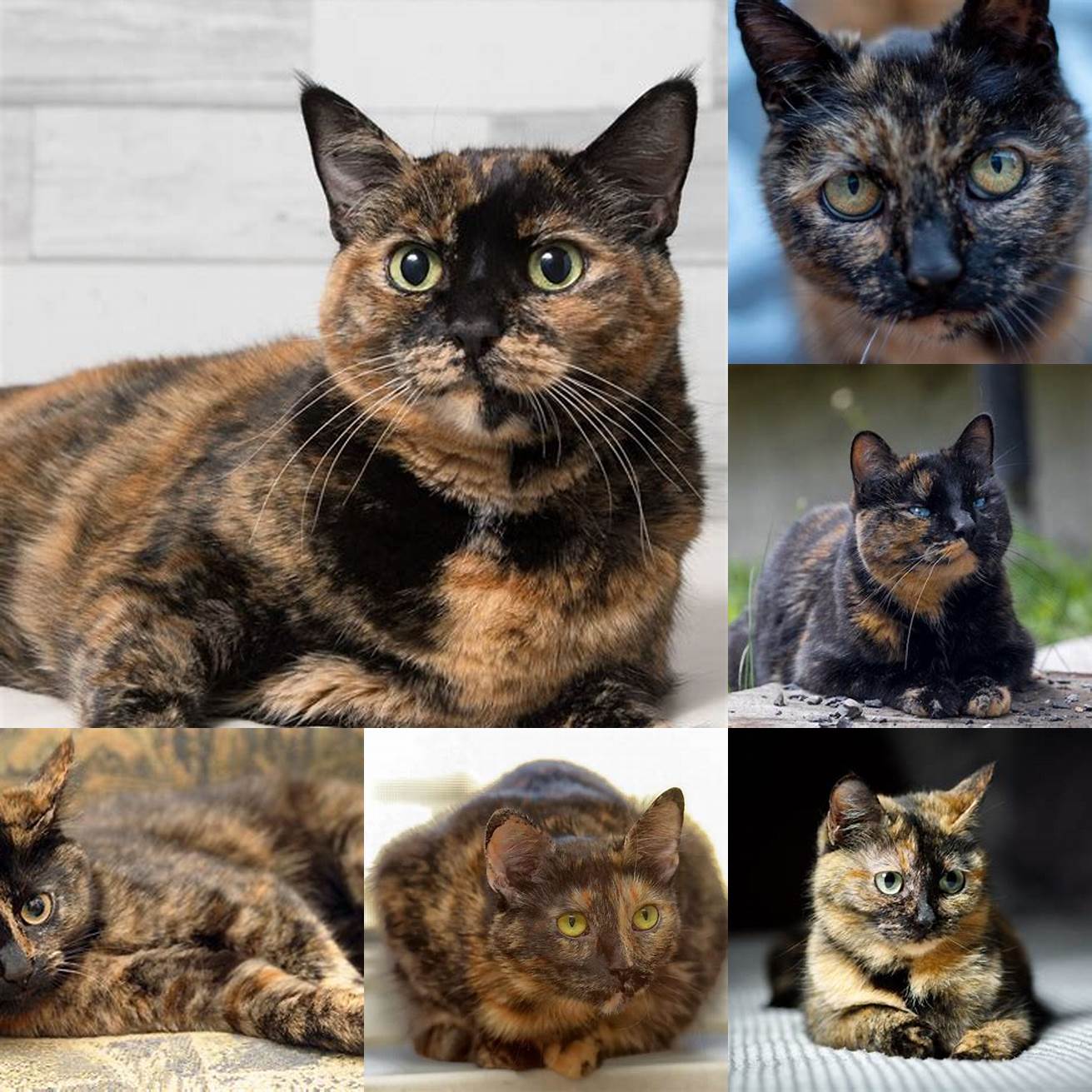 Tortoiseshell cats are believed to bring good luck in some cultures