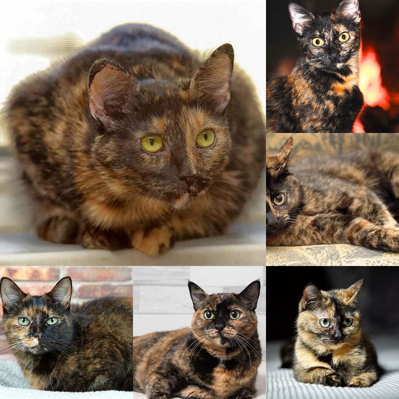 Tortoiseshell cats are not a specific breed
