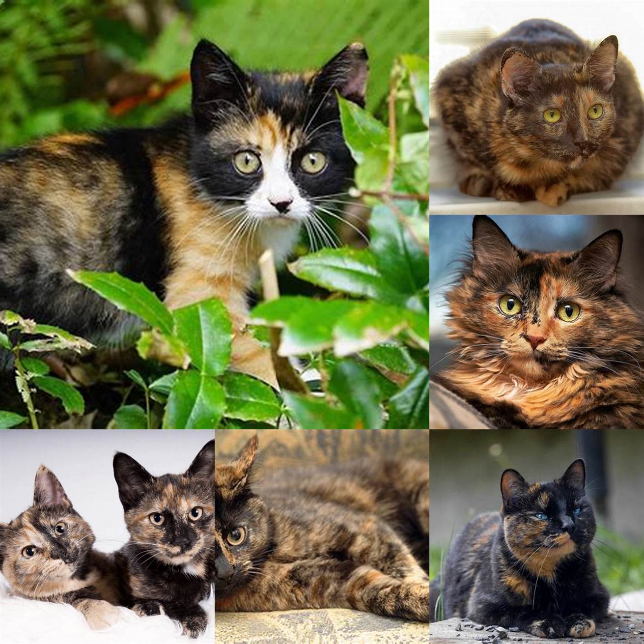 Tortoiseshell cats may have a unique personality