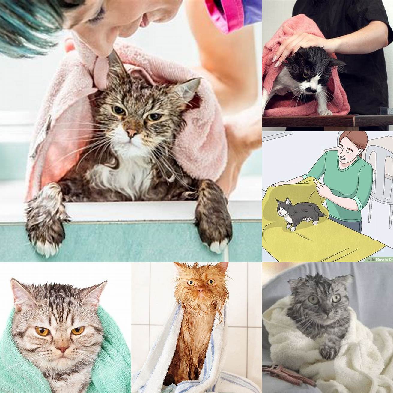 Towel-drying a cat