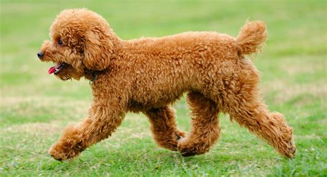 Toy Poodle