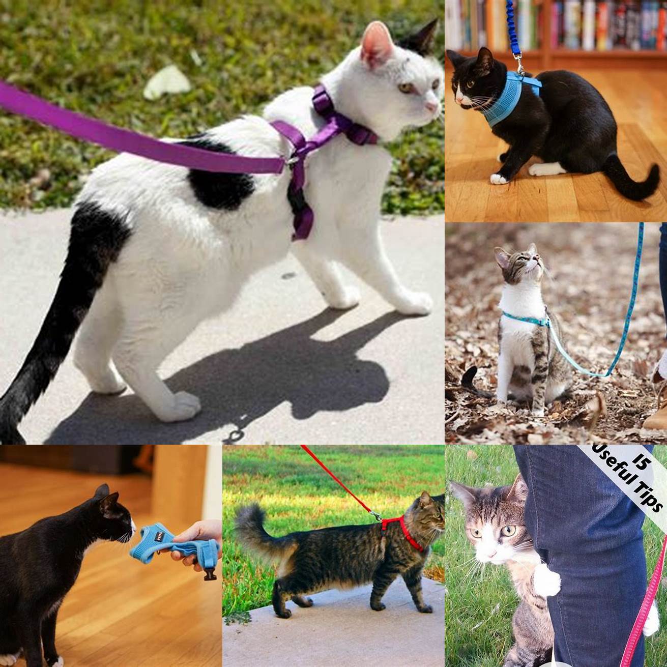 Train Your Cat to Walk on a Leash