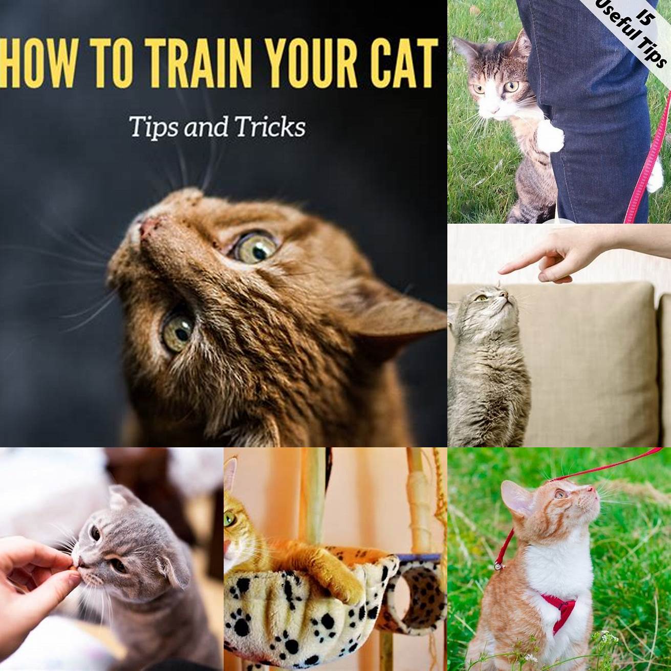 Train Your Cat