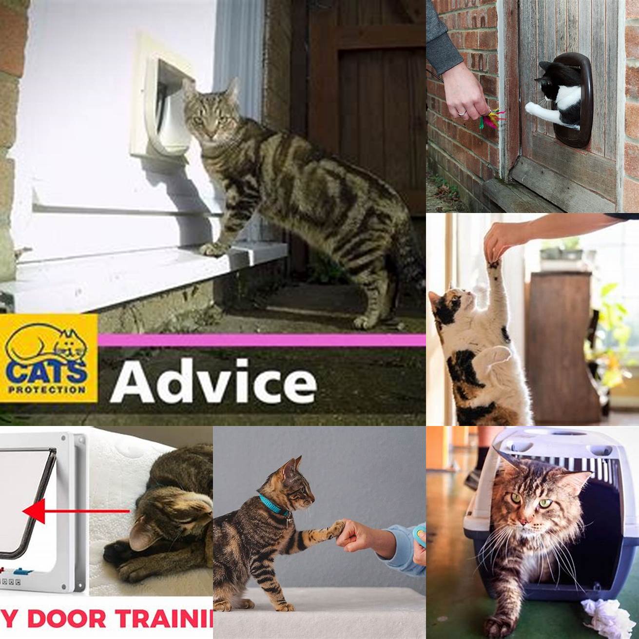 Train your cat to use the door by placing treats or toys on the other side