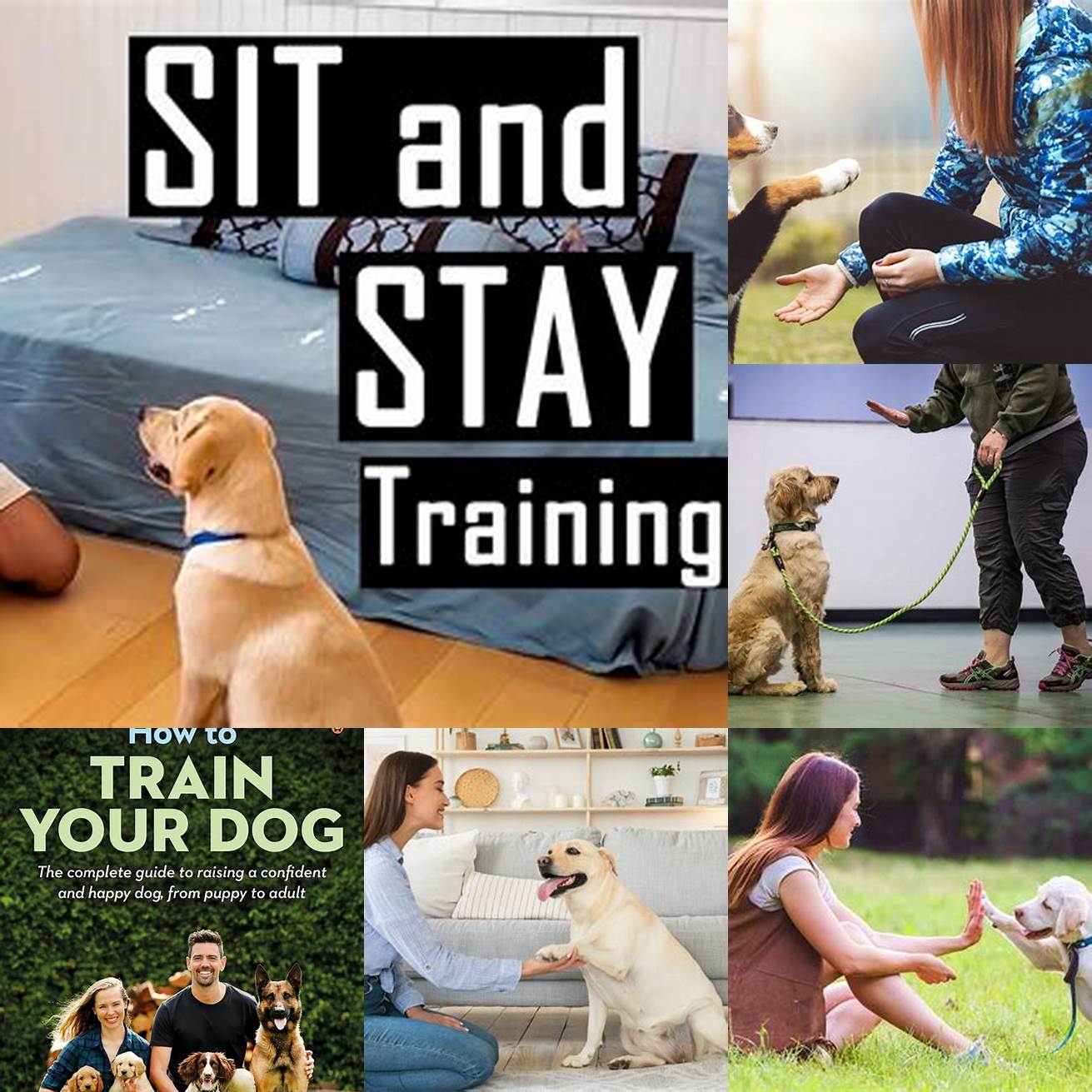 Train your dog If you have a dog make sure they are well-trained and socialized around cats