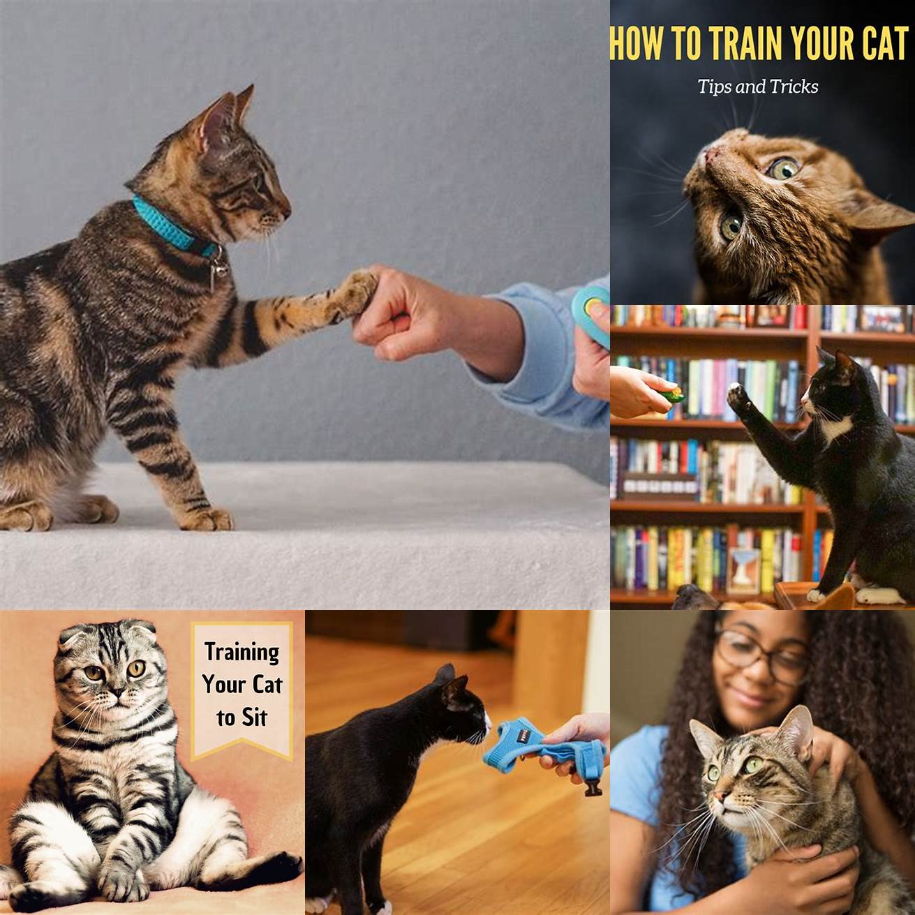 Training your cat