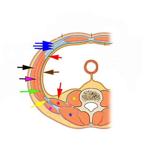 Fascia