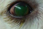 Treatment for Scratch On Dogs Eye