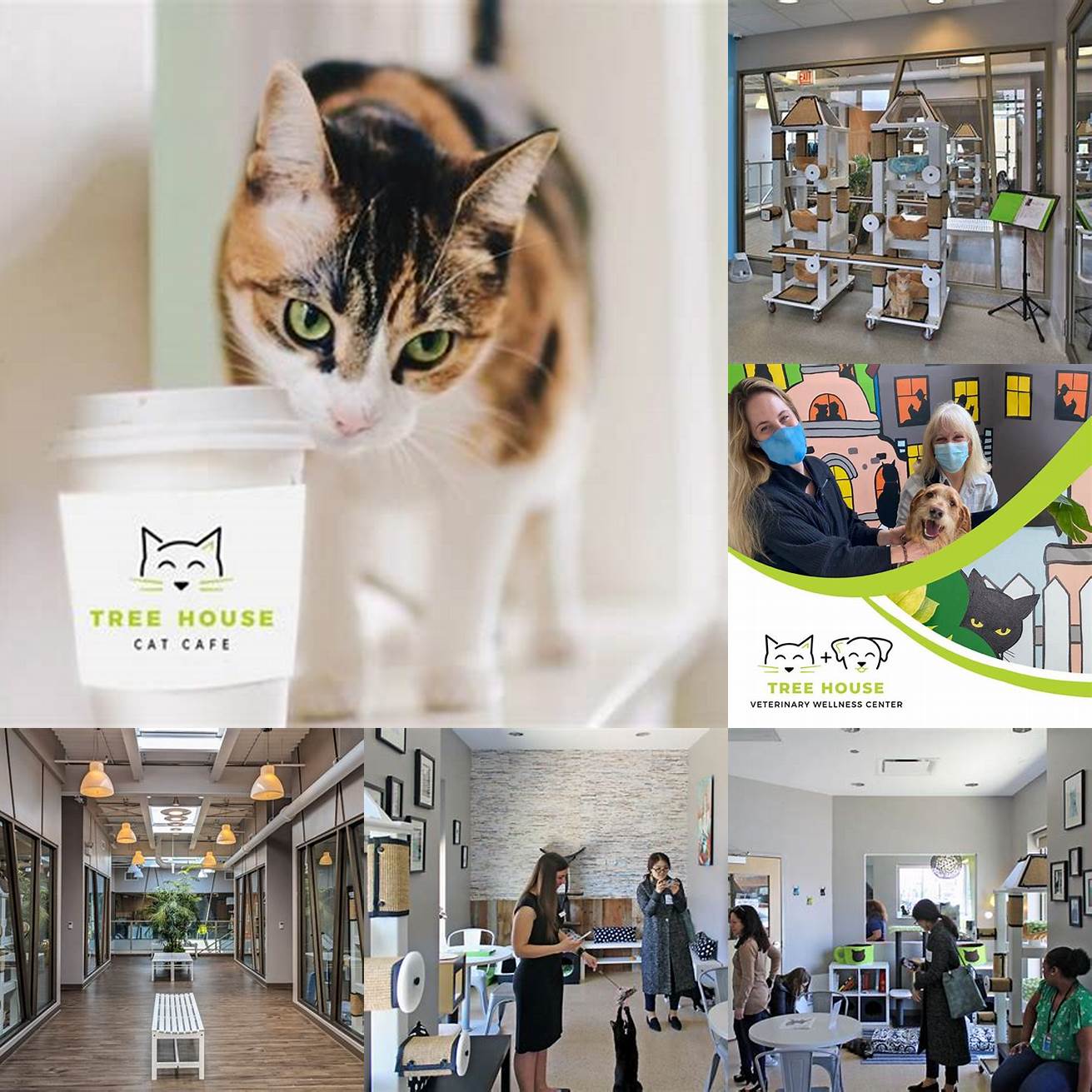 Tree House Humane Societys Community Cats Cafe