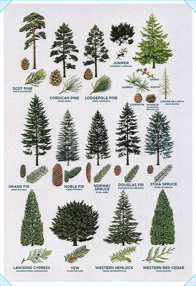 Tree Types Chart