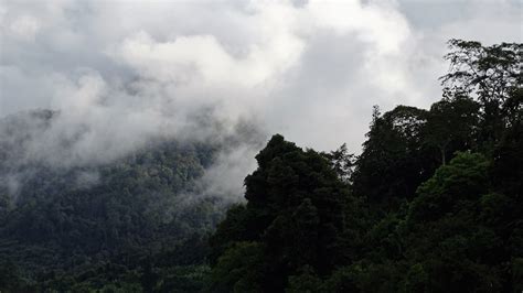 Trekking di Taman Nasional Gunung Palung