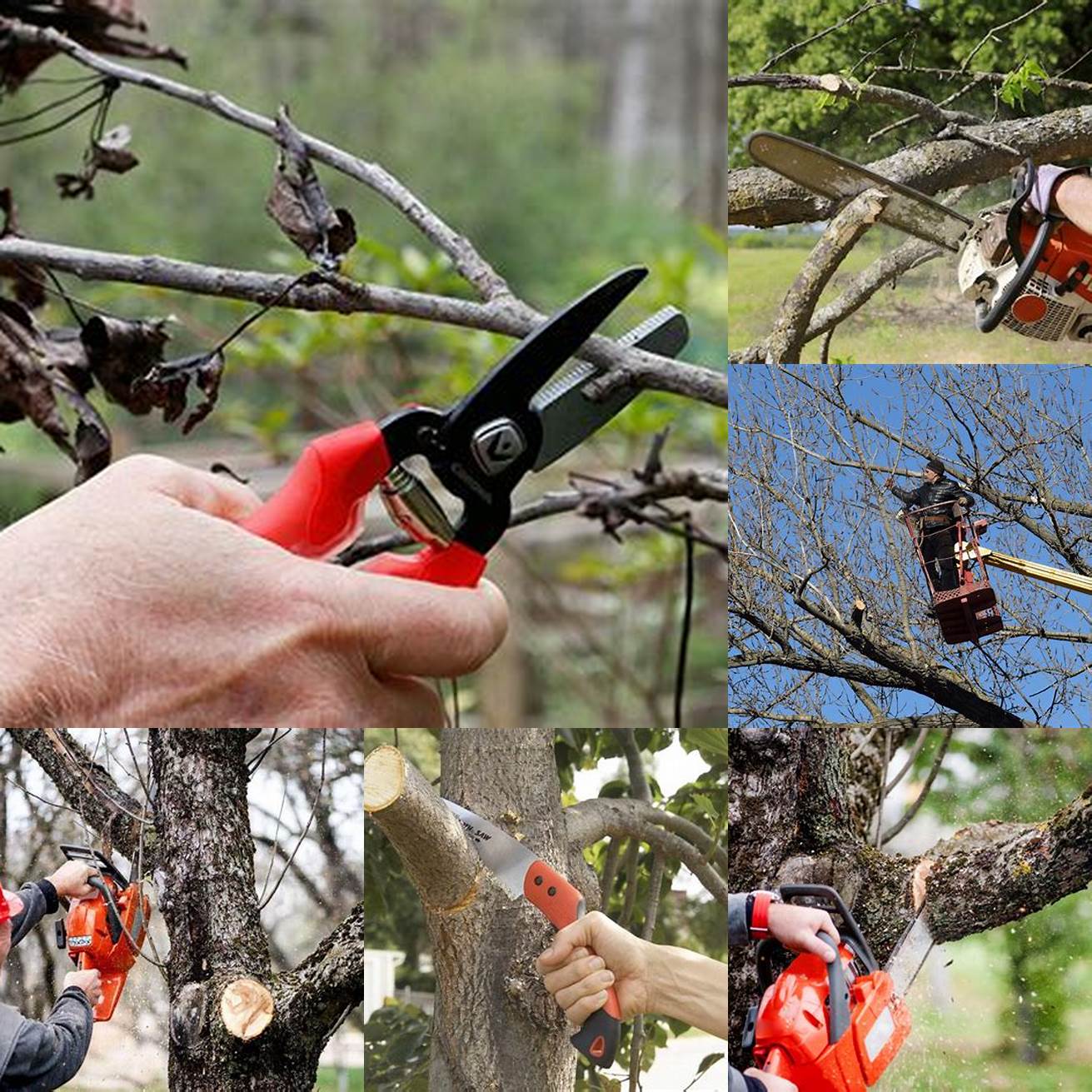 Trim trees and remove dead branches