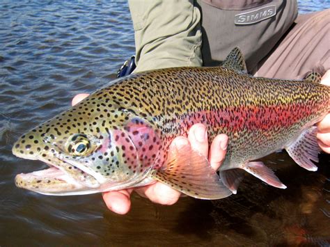 Trout Fish