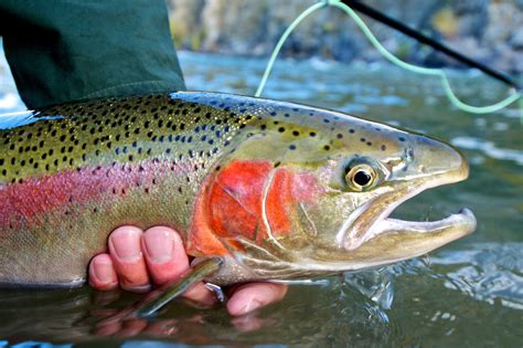 Environmental Impact of Fishing Line on Trout