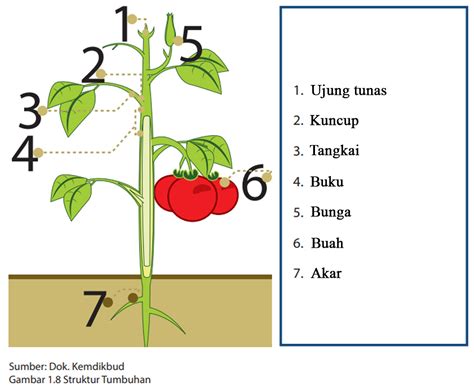Tumbuhan dan Fungsi Bagian tumbuhan
