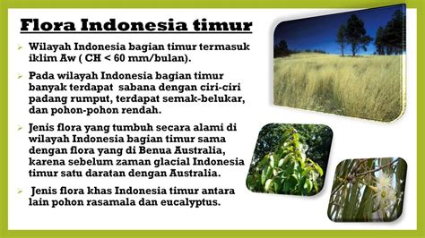 Tumbuhan Timur Indonesia Iklim Aw