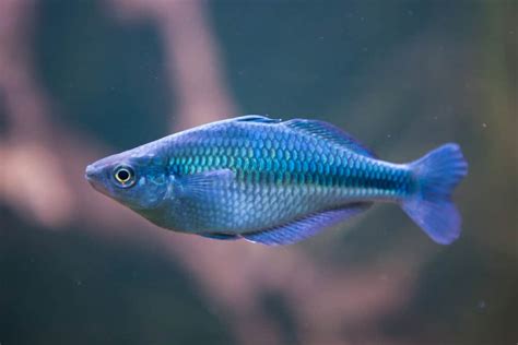 Turquoise Rainbow Fish Diet and Feeding Behavior