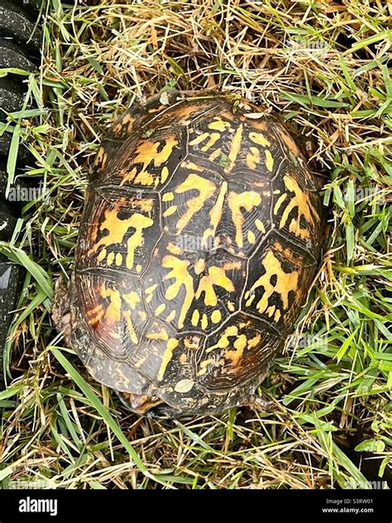 Turtle With Yellow Pattern On Shell