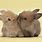Two Bunnies Kissing
