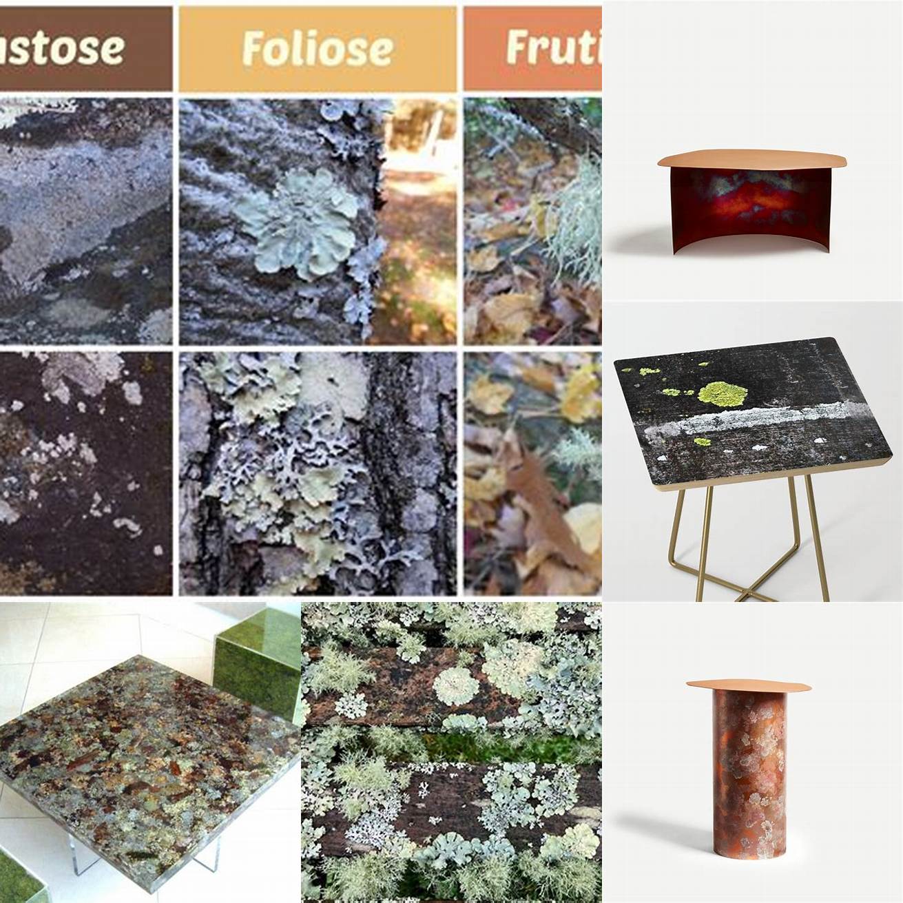 Types of Lichen