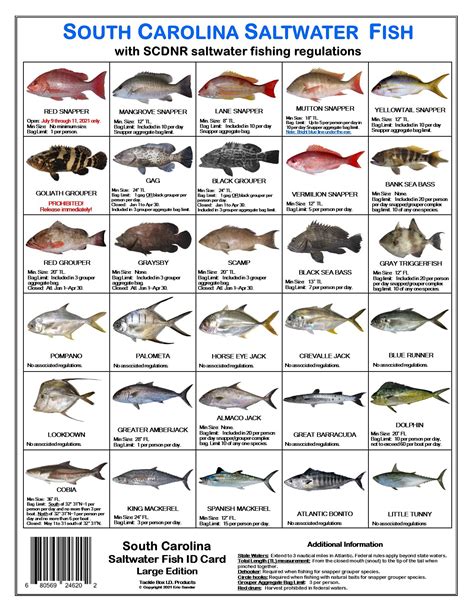 Types of Fish Found In Carolina Beach
