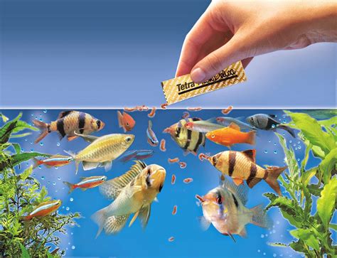 Types of aquarium fish food