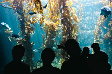 Ucsd Course Catalog Intro To Micro Marine Biology