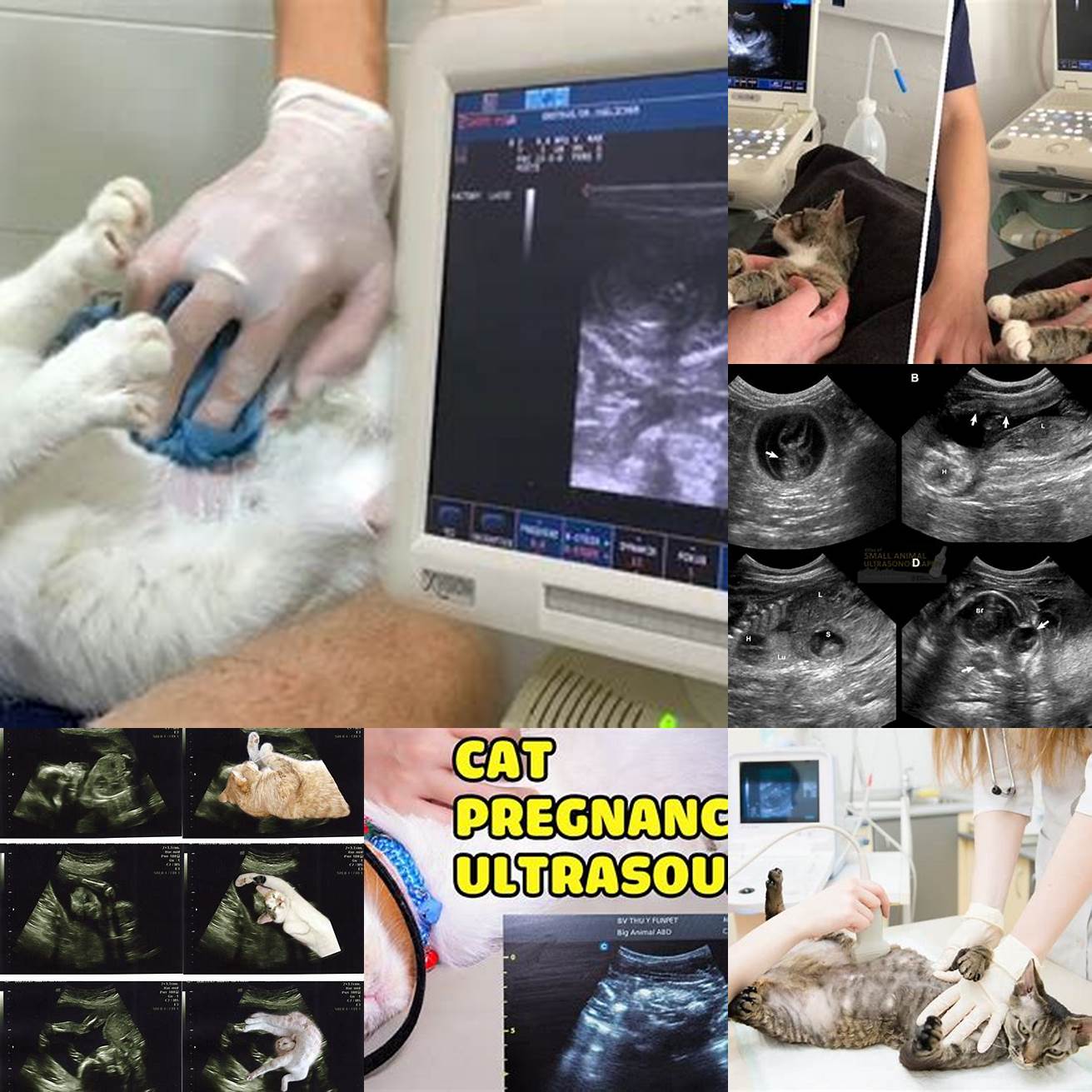 Ultrasound of pregnant cat
