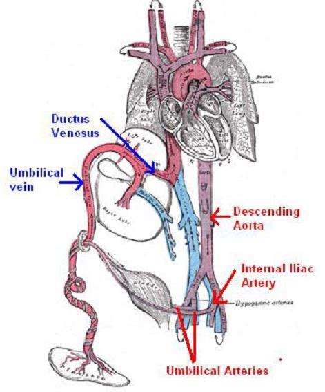 Umbilical Arterial