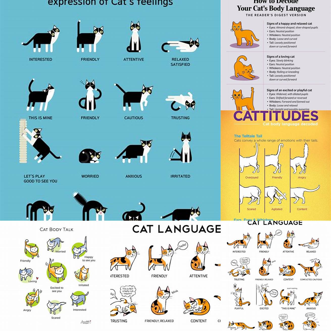 Understand Your Cats Body Language