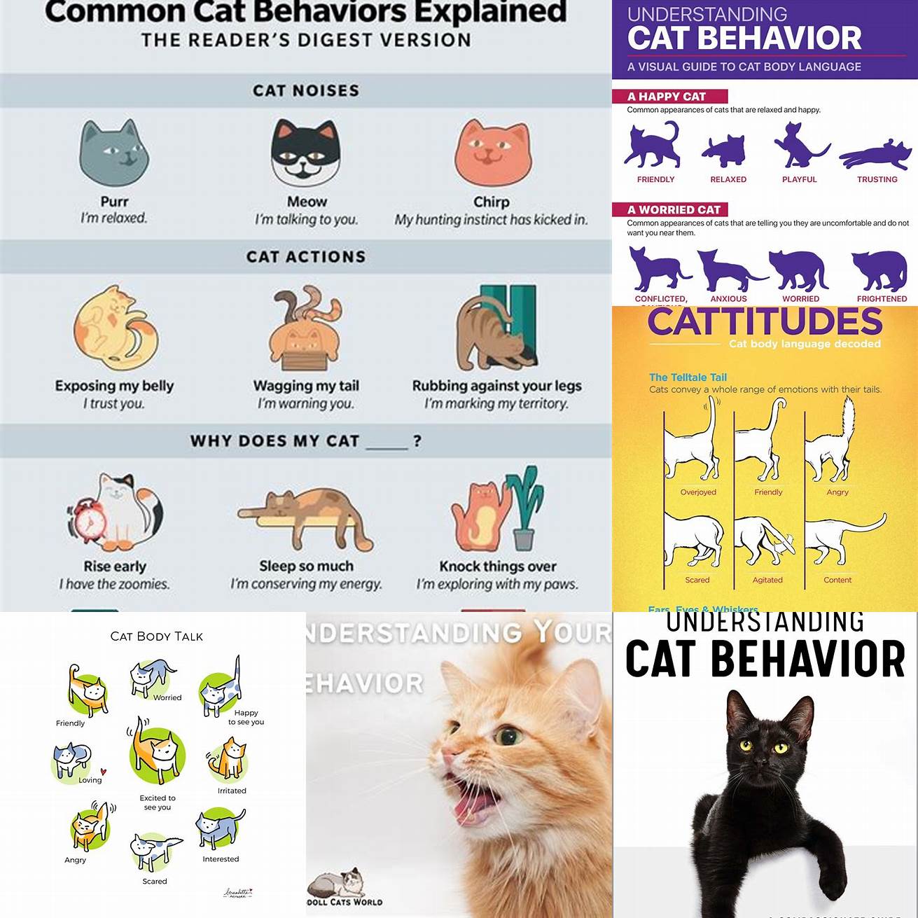 Understand Your Cats Personality