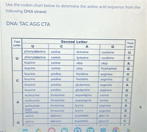Use Your Codon Chart To Determine The Amino Acid Sequence