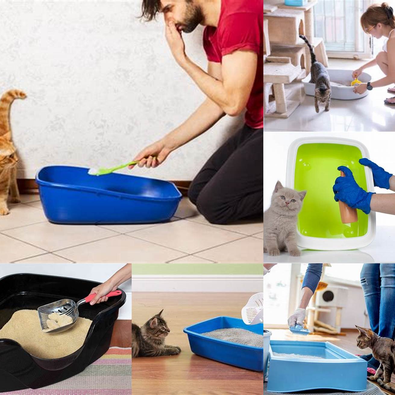 Using gloves when cleaning the litter box can also help to prevent the transmission of toxoplasmosis
