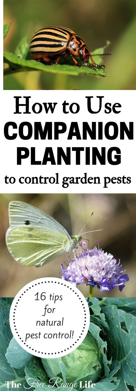 Using Companion Plants for Pest Control