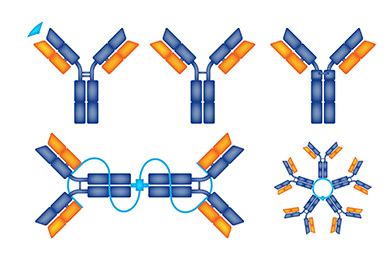 Vendors With Extensive Antibody Catalogs