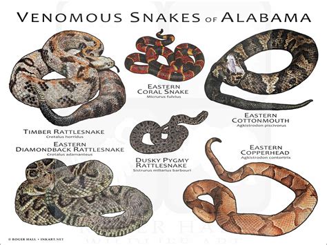 Venomous Snakes In Alabama Chart