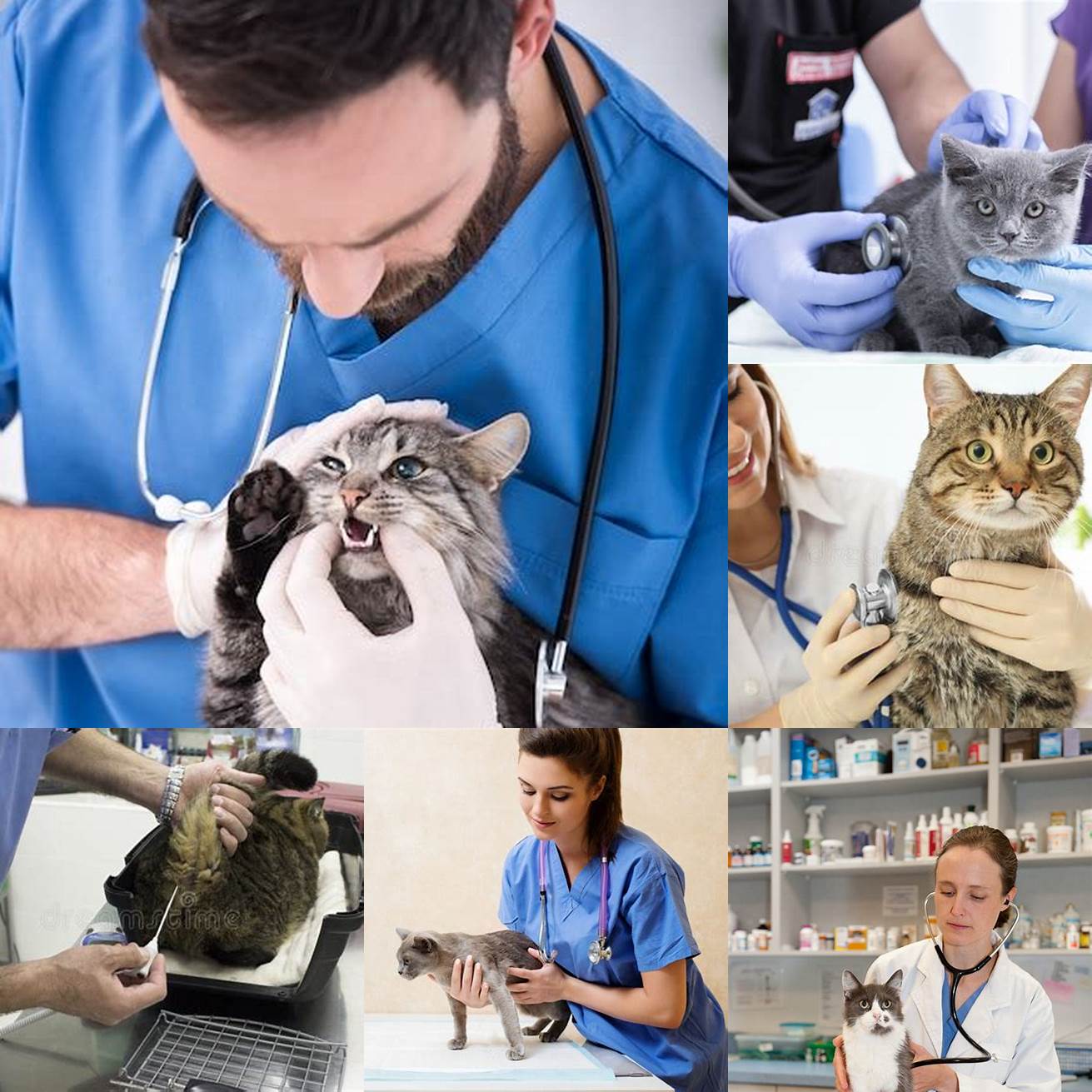 Veterinarian Examining CatBefore prescribing buprenorphine your veterinarian will perform a thorough examination of your cat to determine the appropriate dosage and treatment plan