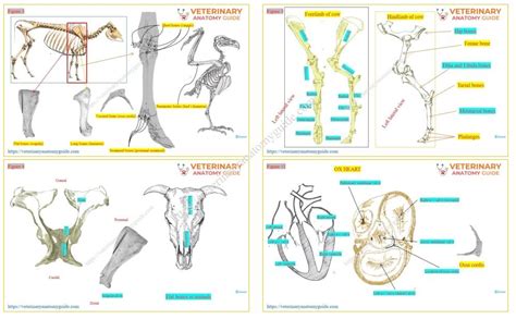 Veterinary Anatomy Printable Bones