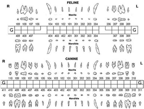 Veterinary Dental Chart