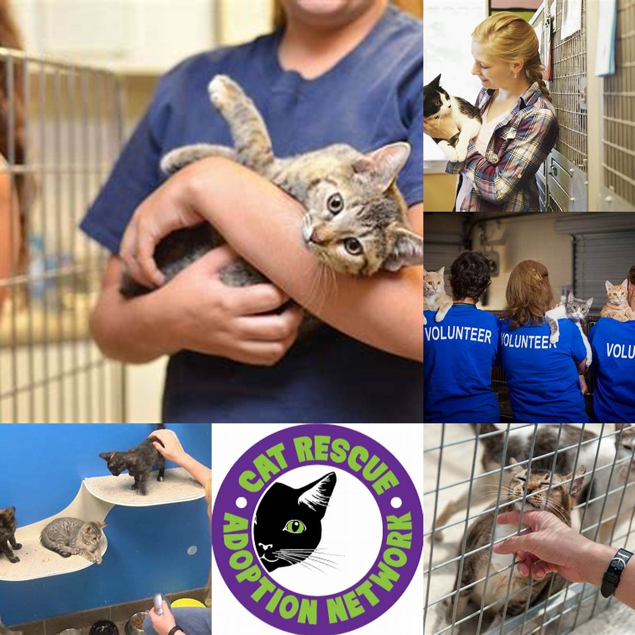 Visit local shelters and rescue organizations